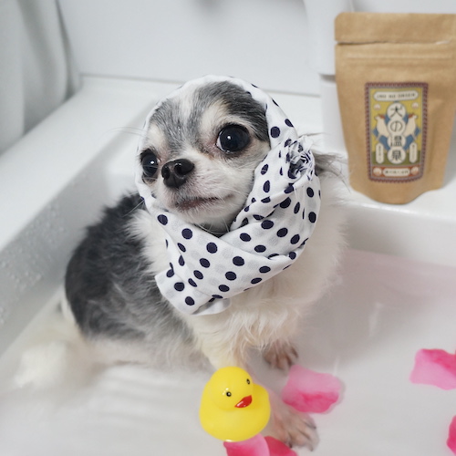 6歳チワワの飼い主の感想