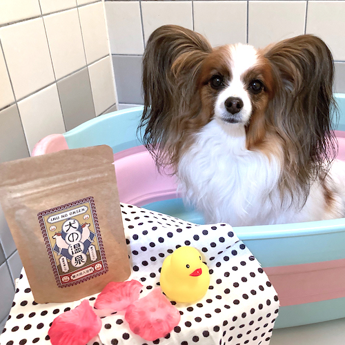 パピヨンの飼い主の感想